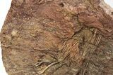 Silurian Fossil Crinoid (Scyphocrinites) Plate - Morocco #214252-1
